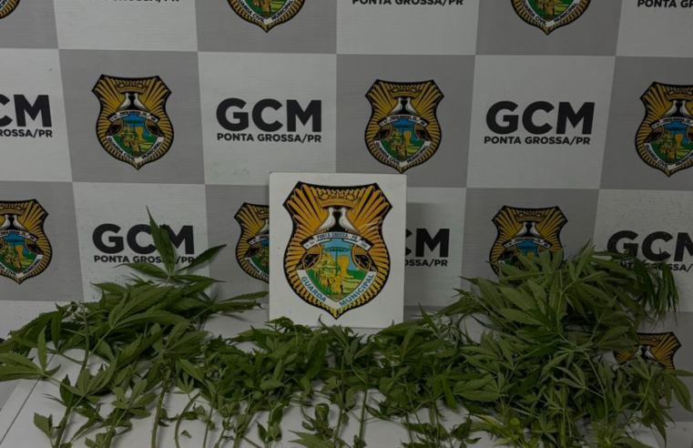GUARDA MUNICIPAL APREENDE 19 PÉS DE MACONHA