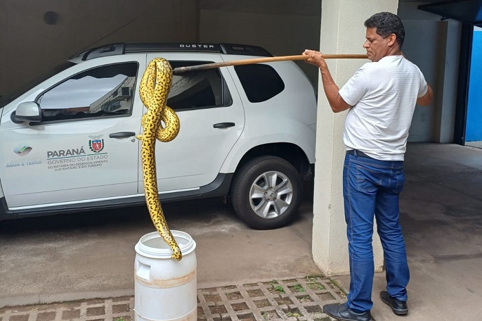 IAT DEVOLVE À NATUREZA COBRA SUCURI COM 1,6 METRO