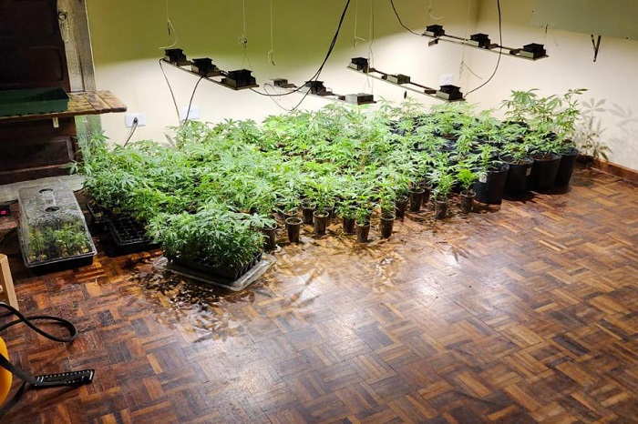 PMPR LOCALIZA ESTUFAS COM 327 PÉS DE MACONHA EM CURITIBA