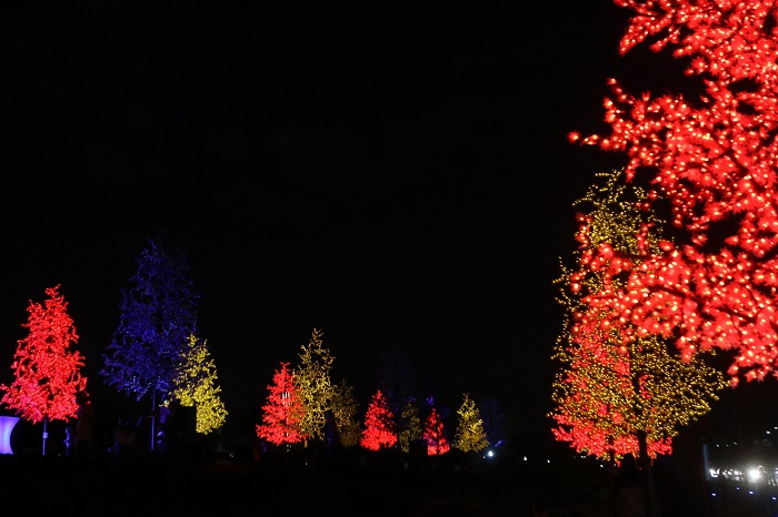 BOSQUE DE LUZ ABRE O NATAL DE 2024 NO PARQUE LINEAR