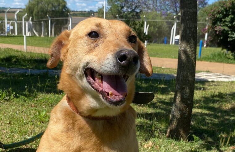 LAGO DE OLARIAS RECEBE FEIRA DE ADOÇÃO DE PETS NESTE FINAL DE SEMANA
