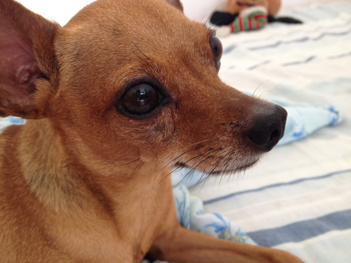 ATAQUE DE PITBULL CAUSA MORTE DE PINCHER E LESIONA DONOS