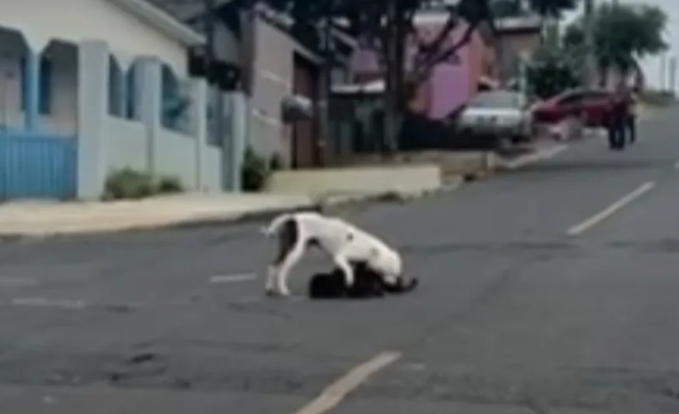 POLÍCIA CIVIL DO PARANÁ (PCPR) IDENTIFICA E RESPONSABILIZA TUTORA DE PIT BULL QUE ATACOU OUTRO CÃO