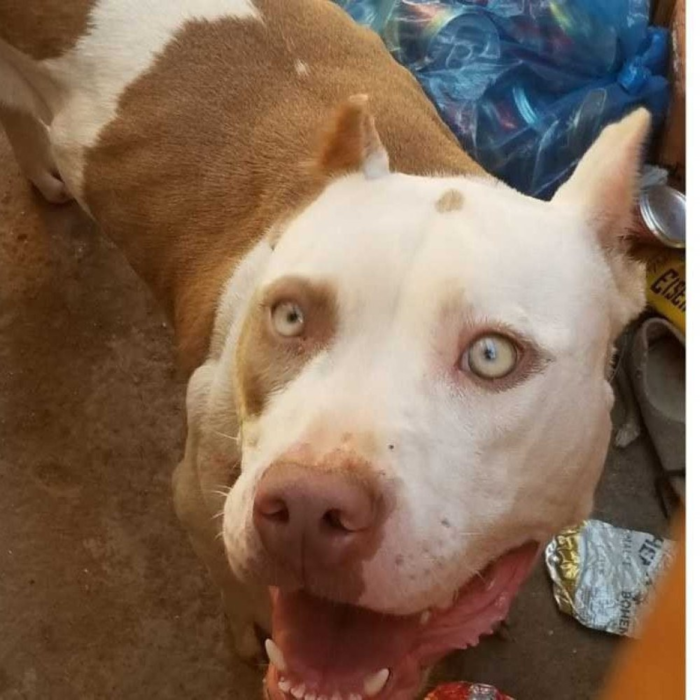 CÃO DA RAÇA PITBULL MATA 30 GALINHAS