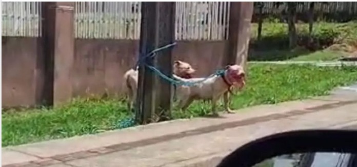 POLÍCIA CIVIL DO PARANÁ (PCPR) RESPONSABILIZA TUTORA DE PITBULLS QUE MATARAM CACHORRO DE VIZINHO