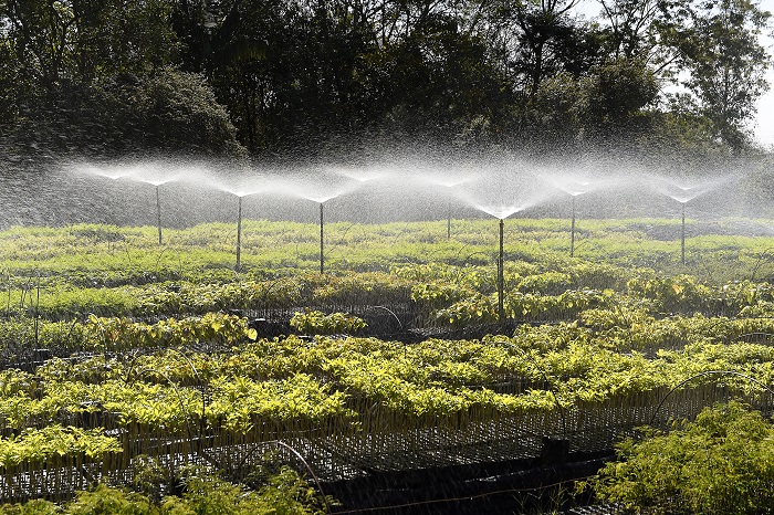 ‘PARANÁ MAIS VERDE’ BUSCA REESTRUTURAÇÃO DE VIVEIROS E LABORATÓRIOS DE SEMENTES