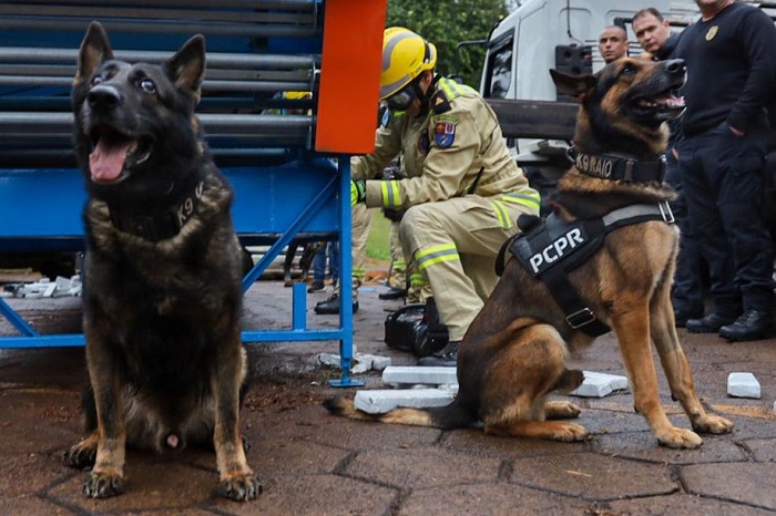 POLÍCIA CIVIL APREENDEU 2,8 TONELADAS DE DROGAS COM AUXÍLIO DOS CÃES DO NOC