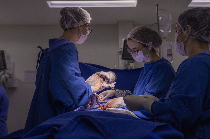HOSPITAIS UNIVERSITÁRIOS DA UEPG SUPERAM A MARCA DE 8 MIL CIRURGIAS EM 2024