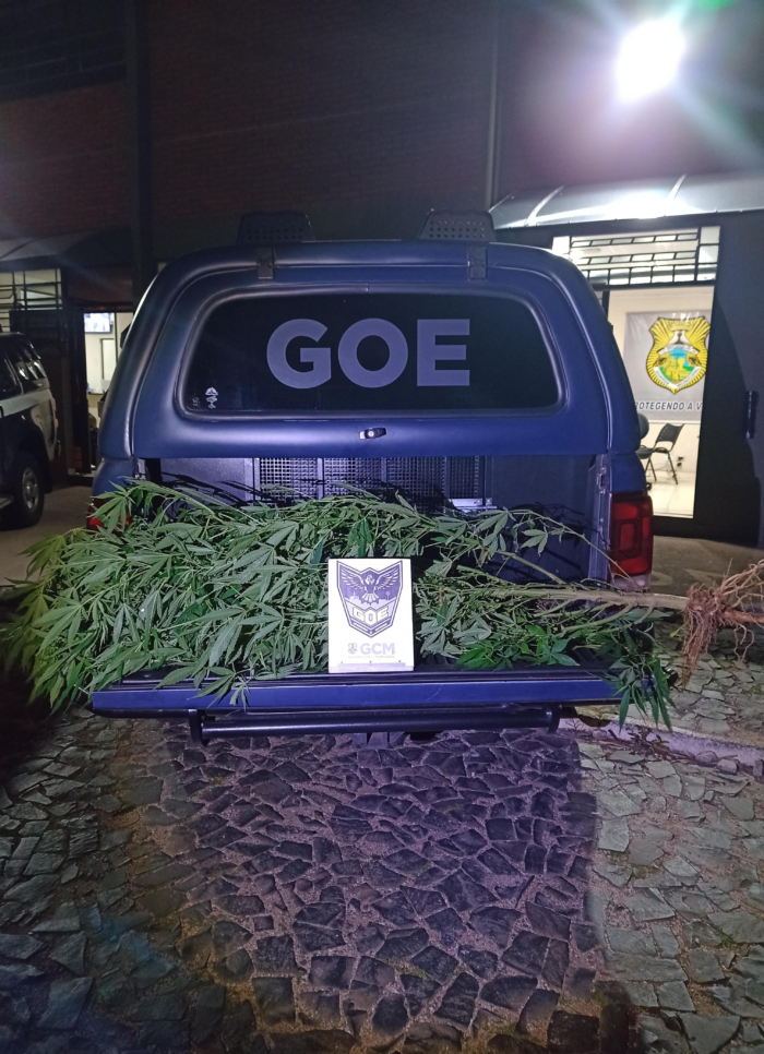 GUARDA MUNICIPAL ENCONTRA PLANTAS DE MACONHA EM UM CARREIRO