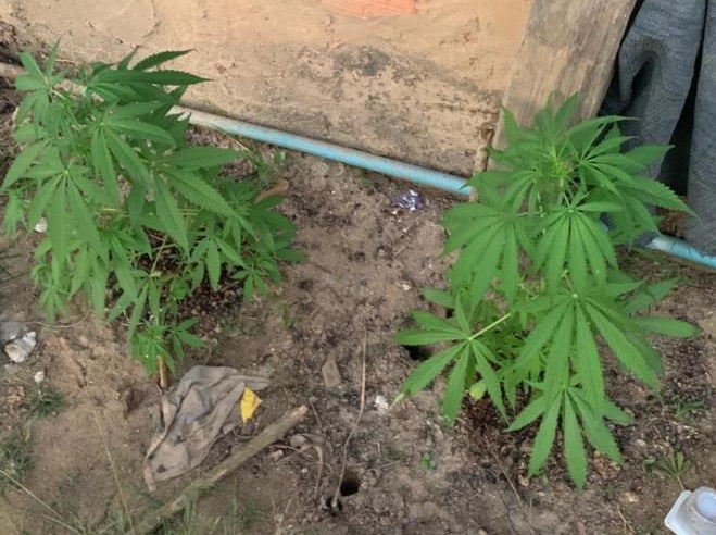 PLANTIO DE MACONHA EM RESIDÊNCIA DE UVARANAS E PROPRIETÁRIA PRESA