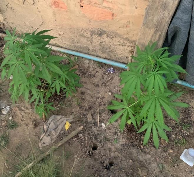 PLANTIO DE MACONHA EM RESIDÊNCIA DE UVARANAS E PROPRIETÁRIA PRESA