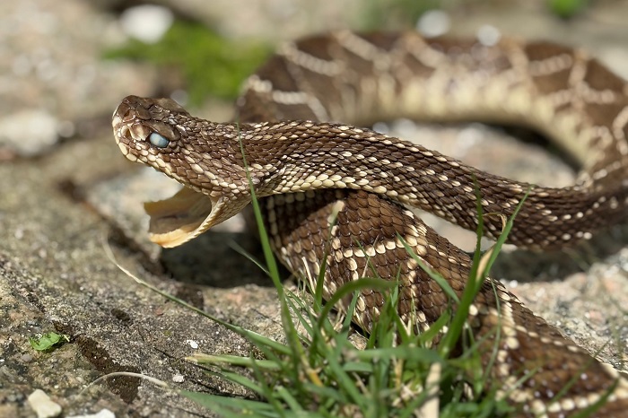 CUIDADOS COM ANIMAIS PEÇONHENTOS DEVEM SER REDOBRADOS DURANTE O VERÃO