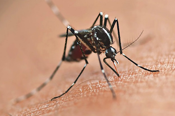 CUIDADOS PRECISAM SER REDOBRADOS COM REAPARECIMENTO DO SOROTIPO 3 DA DENGUE