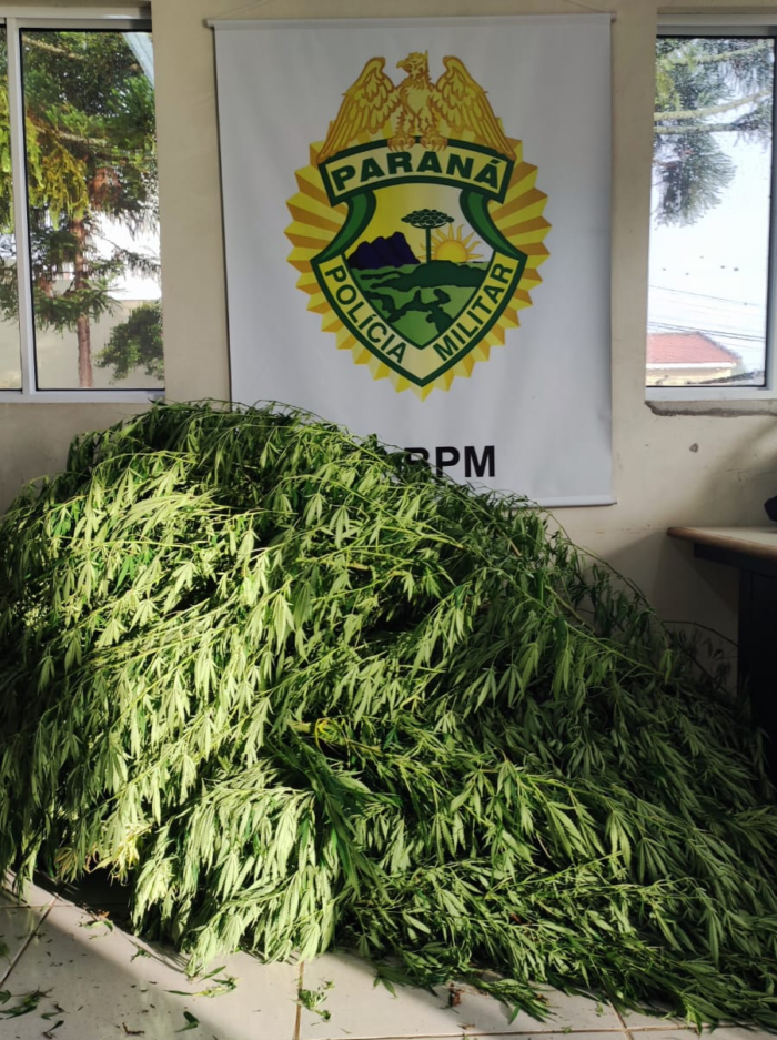 POLÍCIA ENCONTRA 6 PÉS DE MACONHA E MAIS DE 1KG DE DROGAS NO BAIRRO CONTORNO