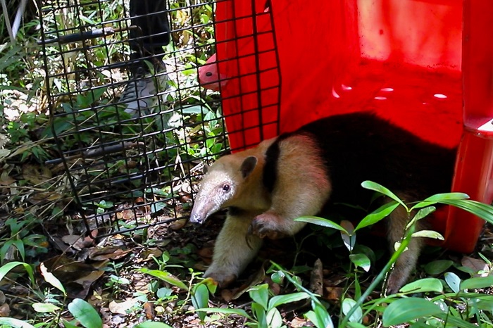 IAT DEVOLVE TAMANDUÁ-MIRIM À NATUREZA NO LITORAL