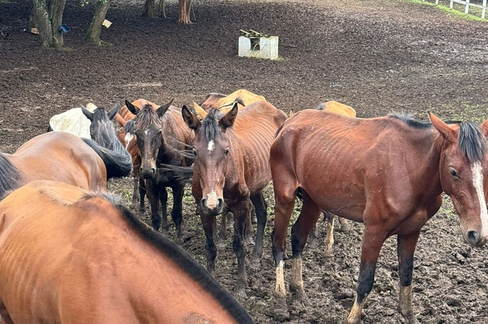 HOMEM É PRESO POR MAUS-TRATOS E 40 CAVALOS SÃO REGATADOS EM PIRAQUARA