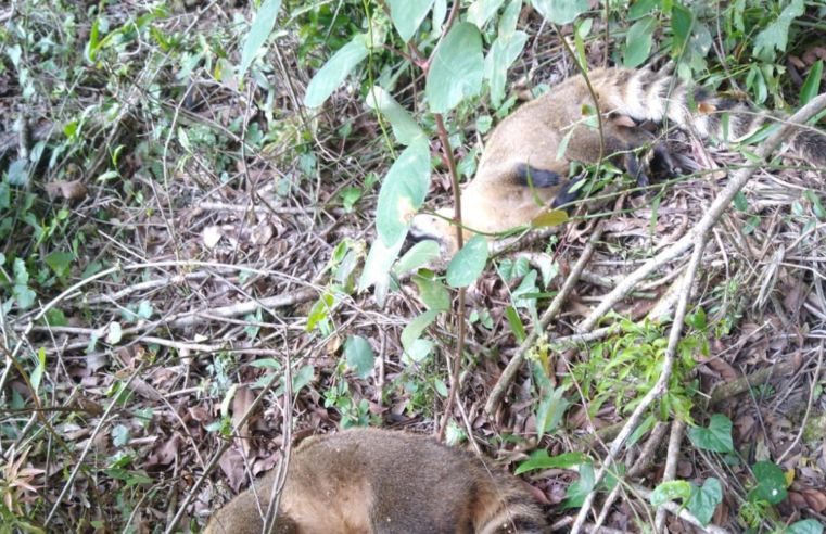 PCPR CONCLUI INVESTIGAÇÃO DE ENVENENAMENTO DE ANIMAIS SILVESTRES