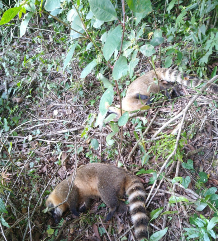 PCPR CONCLUI INVESTIGAÇÃO DE ENVENENAMENTO DE ANIMAIS SILVESTRES