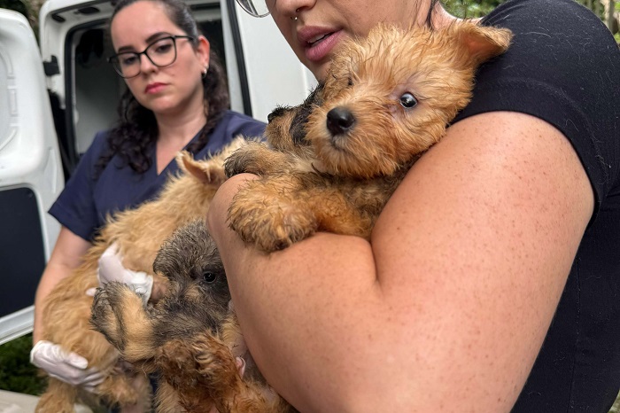 POLÍCIA CIVIL RESGATA 130 CÃES VÍTIMAS DE MAUS-TRATOS E RESPONSÁVEL É PRESA