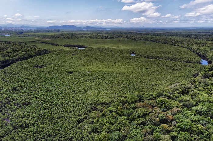 PARANÁ REGISTRA QUEDA NO DESMATAMENTO COM DESTAQUE PARA GUARAPUAVA E PONTA GROSSA