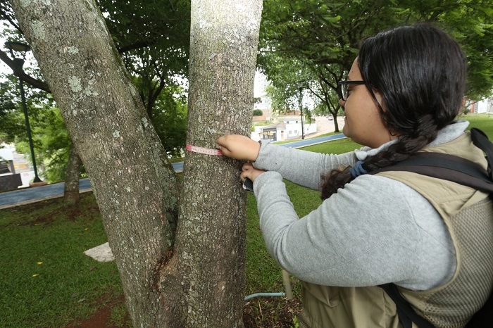 PLANO DE ARBORIZAÇÃO JÁ CATALOGOU 2 MIL ÁRVORES EM PONTA GROSSA