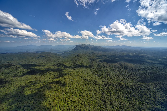 DESMATAMENTO DA MATA ATLÂNTICA DIMINUI 73% NO ESTADO DURANTE 2024