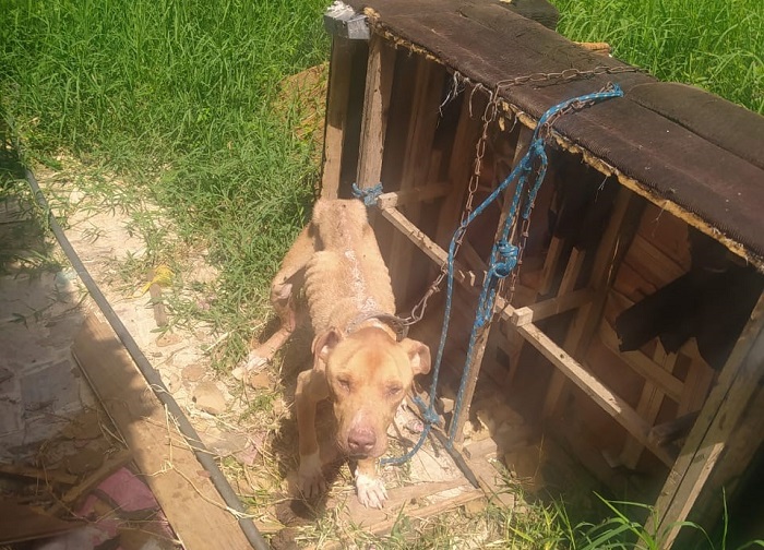GUARDA MUNICIPAL RESGATA CÃO PITBULL EM SITUAÇÃO DE ABANDONO