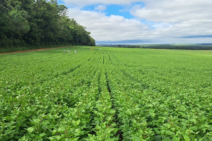 NOVA CULTIVAR DE FEIJÃO SERÁ APRESENTADA EM PONTA GROSSA NESTA TERÇA PELO IDR-PR