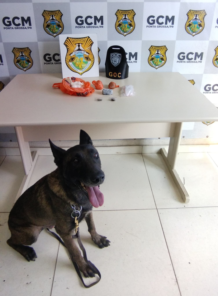 CÃO BOLT AJUDA A LOCALIZAR DROGAS