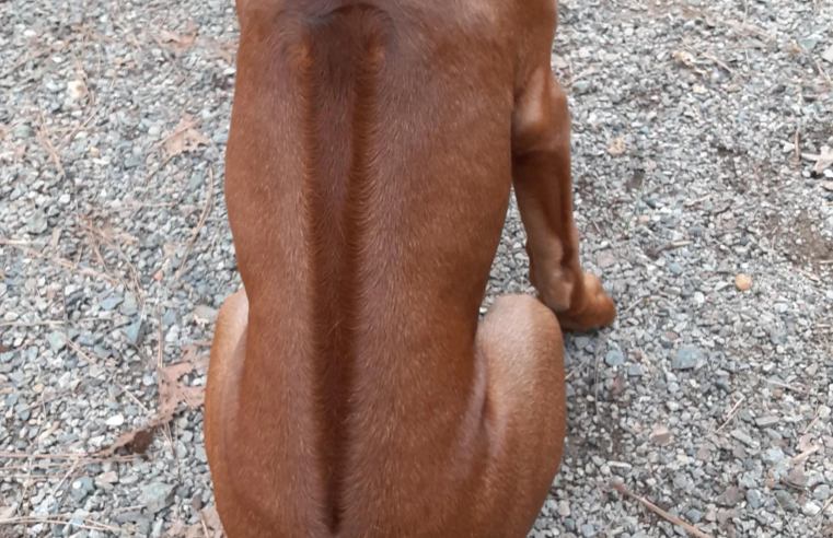 PRESO HOMEM QUE USOU UM CACHORRO PARA PRATICAR ASSALTO EM PONTA GROSSA