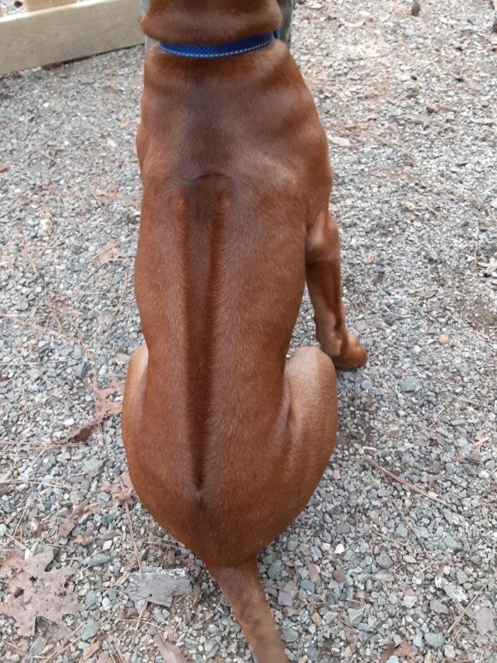 PRESO HOMEM QUE USOU UM CACHORRO PARA PRATICAR ASSALTO EM PONTA GROSSA