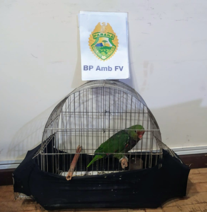 PAPAGAIO VERDADEIRO E FALADOR É RESGATADO