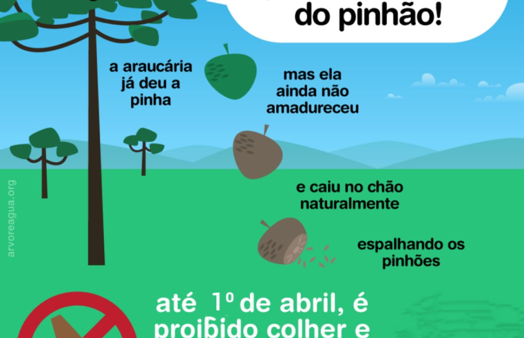 PROIBIDA A COLHEITA DE PINHÃO
