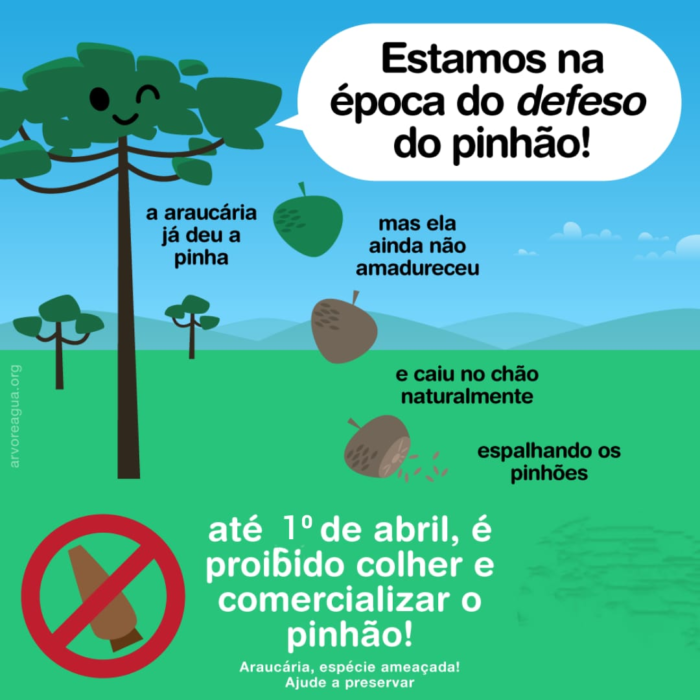 PROIBIDA A COLHEITA DE PINHÃO