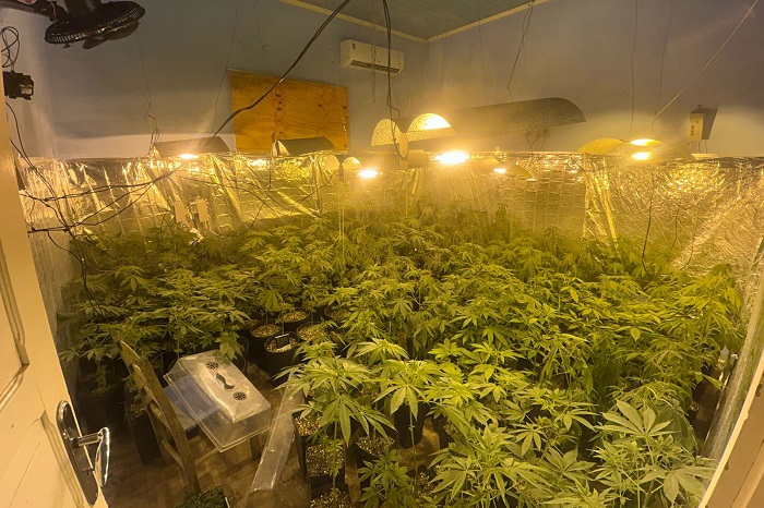 ROTAM LOCALIZA ESTUFA COM 415 PÉS DE MACONHA EM CAMPO LARGO