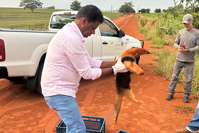 IAT RESGATA TAMANDUÁ-MIRIM MACHUCADO EM XAMBRÊ