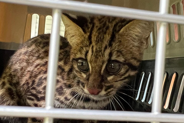 GATO-DO-MATO RESGATADO EM RIO NO LITORAL É DEVOLVIDO À NATUREZA