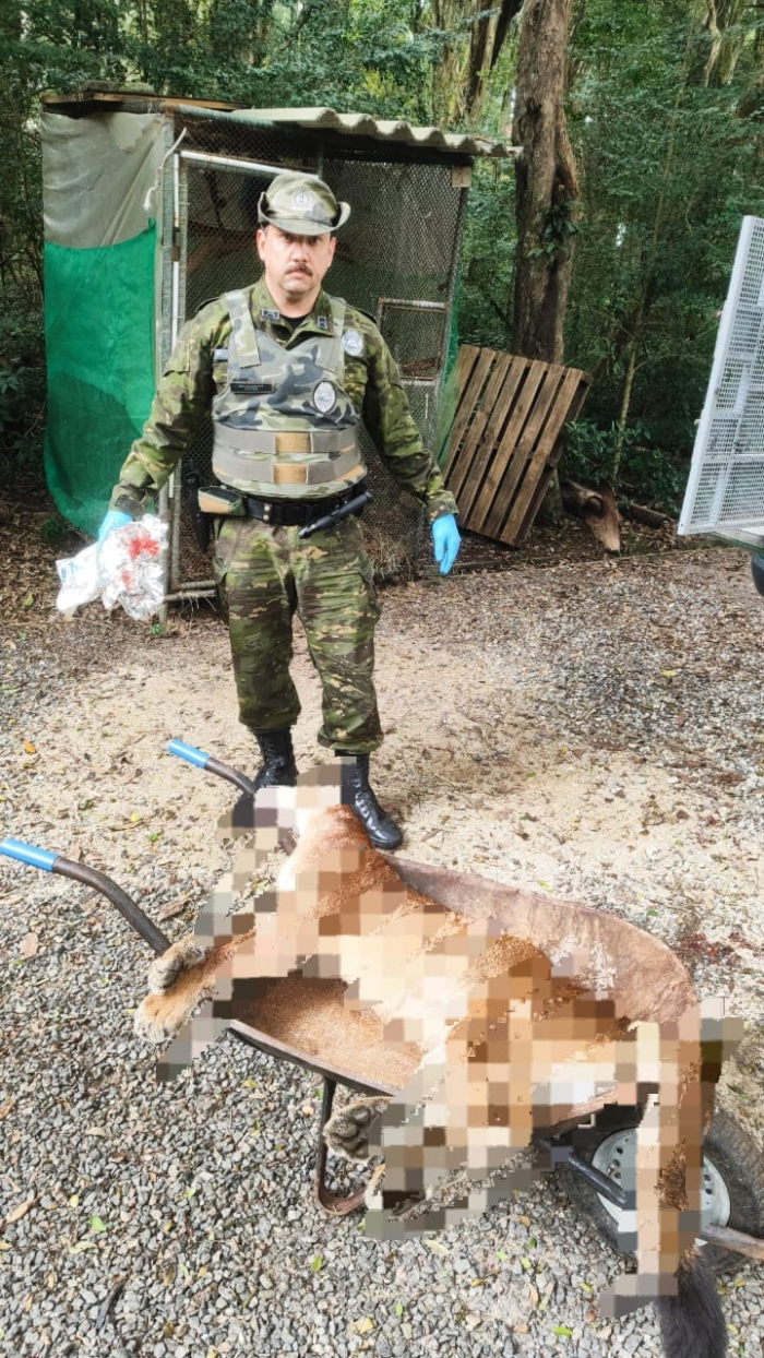 POLICIAIS MILITARES AMBIENTAIS ATENDEM ATROPELAMENTO DE ONÇA PARDA