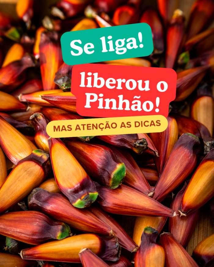 A COMERCIALIZAÇÃO DO PINHÃO NO PARANÁ É LIBERADA A PARTIR DESSE 1º DE ABRIL