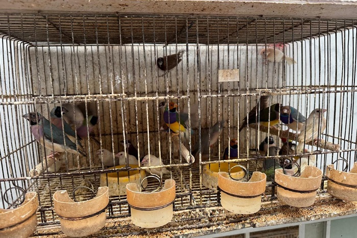 PREVENÇÃO AOS MAUS-TRATOS CONTRA ANIMAIS É O TEMA DO ‘ABRIL LARANJA’