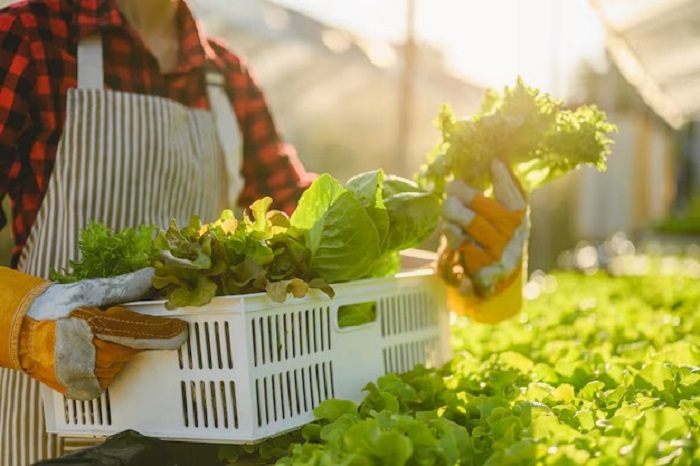 PREFEITURA VAI COMPRAR ALIMENTOS DE AGRICULTORES FAMILIARES