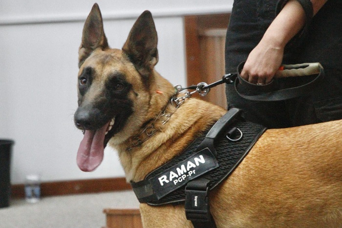 RAMAN É O CÃO PERITO DA POLÍCIA CIENTÍFICA DO PARANÁ
