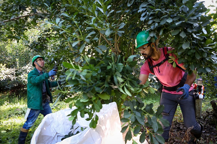 FAO ELEGE CULTIVO DA ERVA-MATE PARANAENSE COMO PATRIMÔNIO AGRÍCOLA MUNDIAL