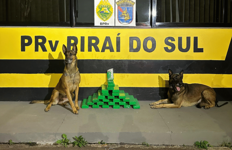 CÃES POLICIAIS DESCOBREM 22 KG DE MACONHA EM ÔNIBUS NA PR-151