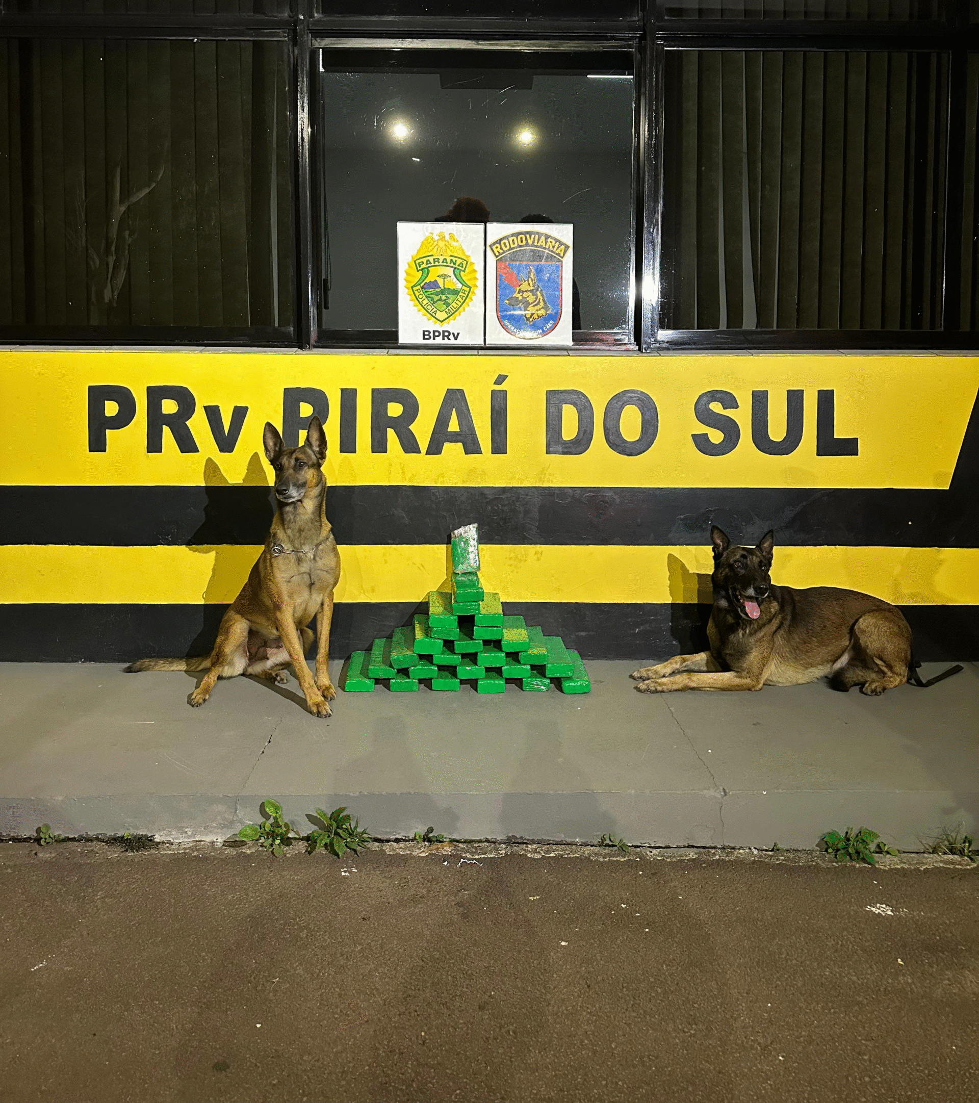 CÃES POLICIAIS DESCOBREM 22 KG DE MACONHA EM ÔNIBUS NA PR-151
