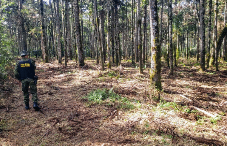 POLÍCIA AMBIENTAL IDENTIFICA CORTE ILEGAL DE ÁRVORES AMEAÇADAS DE EXTINÇÃO