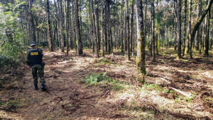 POLÍCIA AMBIENTAL IDENTIFICA CORTE ILEGAL DE ÁRVORES AMEAÇADAS DE EXTINÇÃO