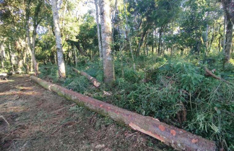 PCPR CONCLUI INVESTIGAÇÃO DE FURTO DE ARAUCÁRIAS E DESTRUIÇÃO DE VEGETAÇÃO NATIVA