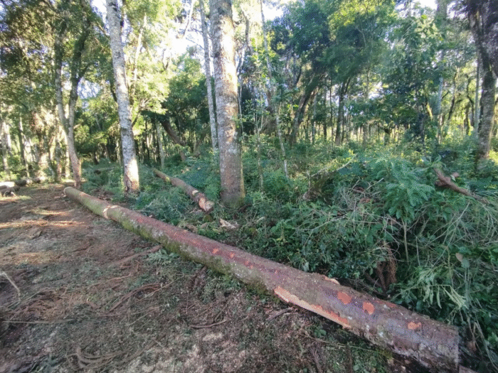 PCPR CONCLUI INVESTIGAÇÃO DE FURTO DE ARAUCÁRIAS E DESTRUIÇÃO DE VEGETAÇÃO NATIVA