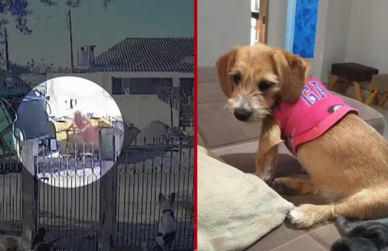 FUNCIONÁRIOS DE EMPRESA DE COLETA DE LIXO SÃO INDICIADOS POR MAUS-TRATOS A ANIMAL